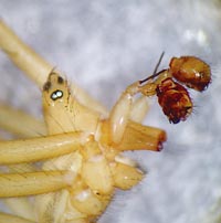 Bolyphantes alticeps