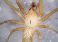 Bolyphantes alticeps