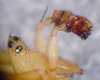 Bolyphantes alticeps