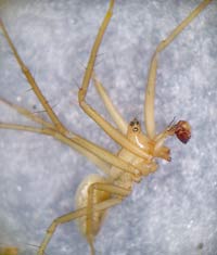 Bolyphantes alticeps