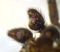 Callilepis nocturna