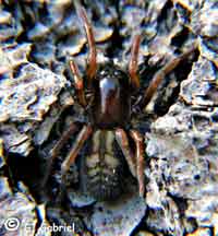 Callobius claustrarius -> anklicken zum vergrössern (click to enlarge)