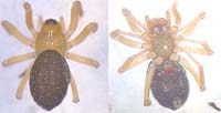 Centromerus brevivulvatus