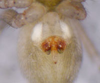Centromerus arcanus