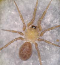 Centromerus arcanus