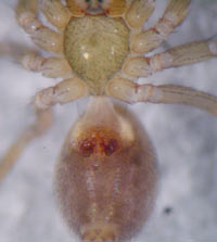 Centromerus arcanus