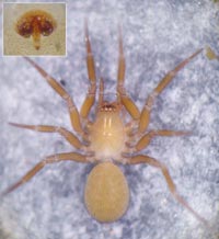Centromerus arcanus