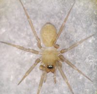 Centromerus arcanus