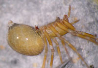 Centromerus brevivulvatus