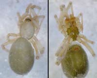 Centromerus capucinus