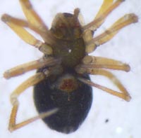 Centromerus dilutus