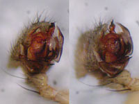 Centromerus pabulator