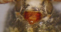 Centromerus pabulator