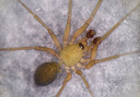 Centromerus pabulator