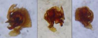 Centromerus serratus
