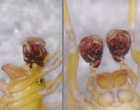 Centromerus serratus