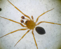Centromerus sylvaticus