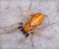 Cercidia prominens