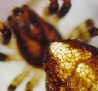 Cercidia prominens