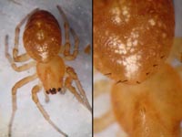 Cercidia prominens