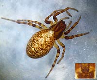 Cercidia prominens