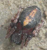 Cercidia prominens