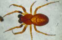 Cercidia prominens
