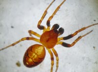 Cercidia prominens