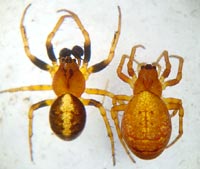 Cercidia prominens