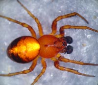 Cercidia prominens