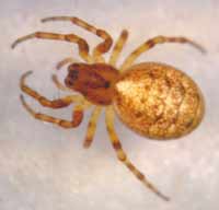 Cercidia prominens