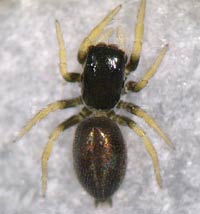 Chalcoscirtus infimus