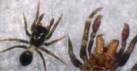 Chalcoscirtus infimus