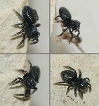 Chalcoscirtus infimus