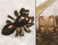 Chalcoscirtus infimus