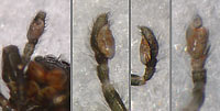 Chalcoscirtus infimus