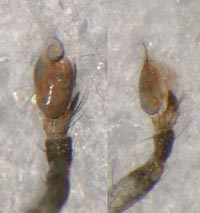 Chalcoscirtus infimus
