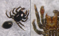 Chalcoscirtus infimus