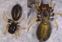 Chalcoscirtus infimus