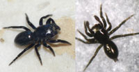 Chalcoscirtus infimus