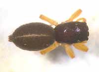 Chalcoscirtus infimus