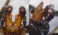Chalcoscirtus nigritus