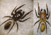 Chalcoscirtus nigritus