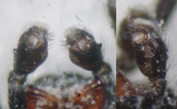 Chalcoscirtus nigritus