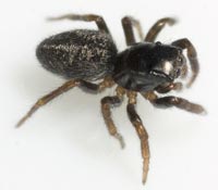 Chalcoscirtus nigritus