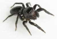 Chalcoscirtus nigritus