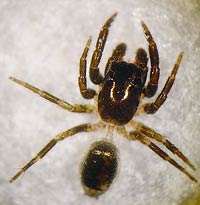 Chalcoscirtus nigritus