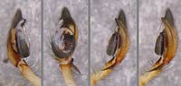 Cheiracanthium erraticum
