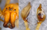 Cheiracanthium sp.