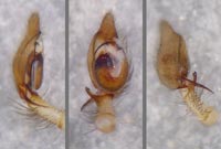 Cheiracanthium virescens